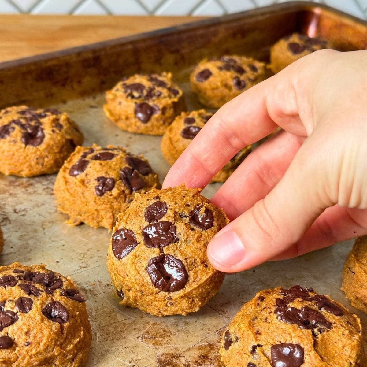 Hand lifting up a chocolate chip pumpkin cookie made with oat flour from a baking sheet with more vegan gluten-free pumpkin cookies.